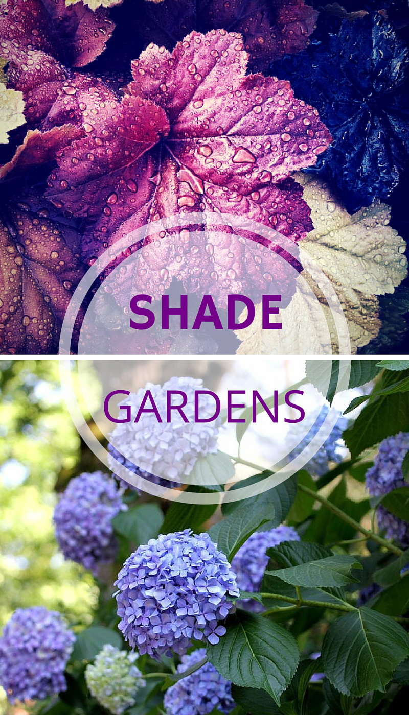 Shade Plants