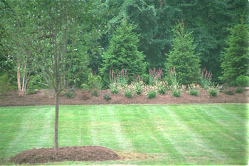 Evergreen trees with perennials in front.