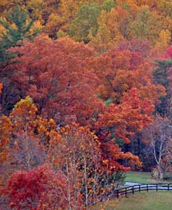 Red Maple trees fall color