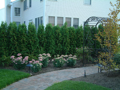 Plants for privacy instead of fence