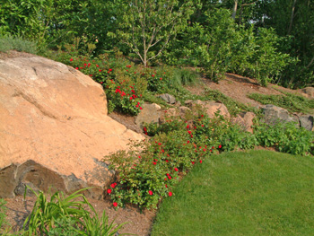 roses and boulders on a slope