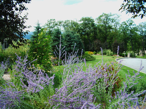 Russian Sage Perennial