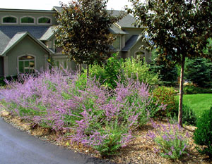 Russian Sage stands out while in flower.