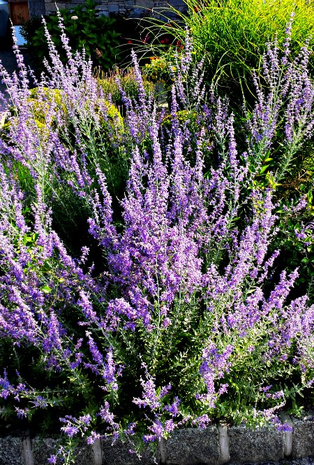 Russian Sage Perennial