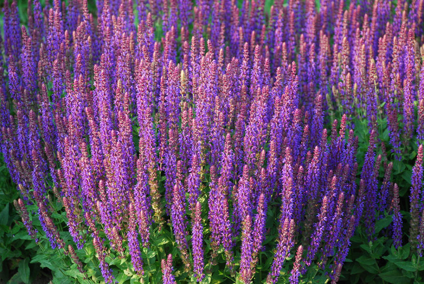 Salvia for a sunny perennial garden.