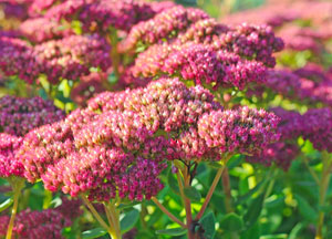 Sedum in the late fall.