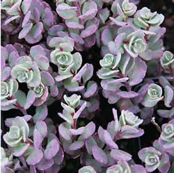 Sedum Perennial