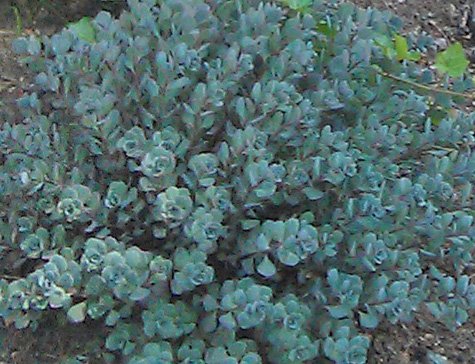 Succulent for xeriscaping with blue foliage.