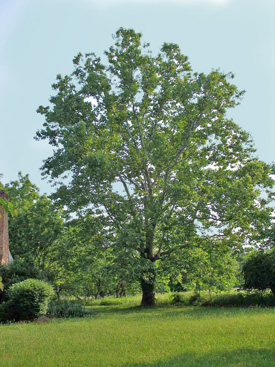 Sycamore tree