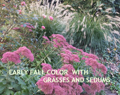 plants on a slope