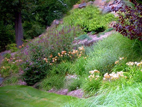 Hillside palnting with perennials on a slope.