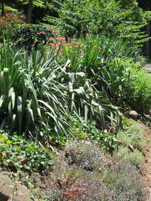 Steep slope landscaping with drought tolerant plants.