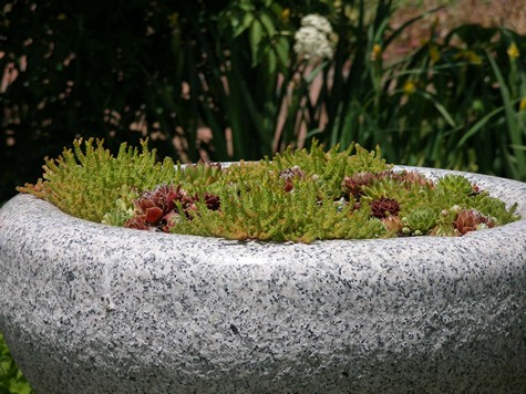 Use xerisacape plants in planters.