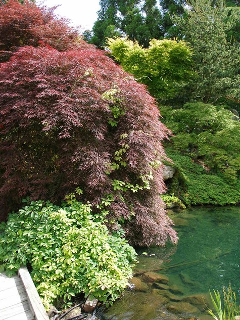 Trees at a pond.