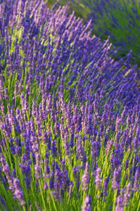 Lavender is among the easy to grow flowers.