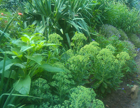 Use drought tolerant plants for a slope.