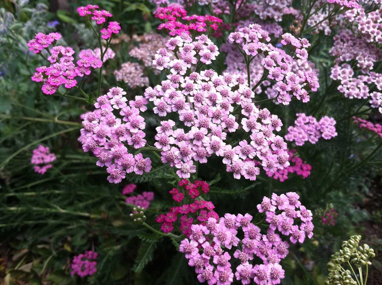 Yarrow is very drought tolerant.