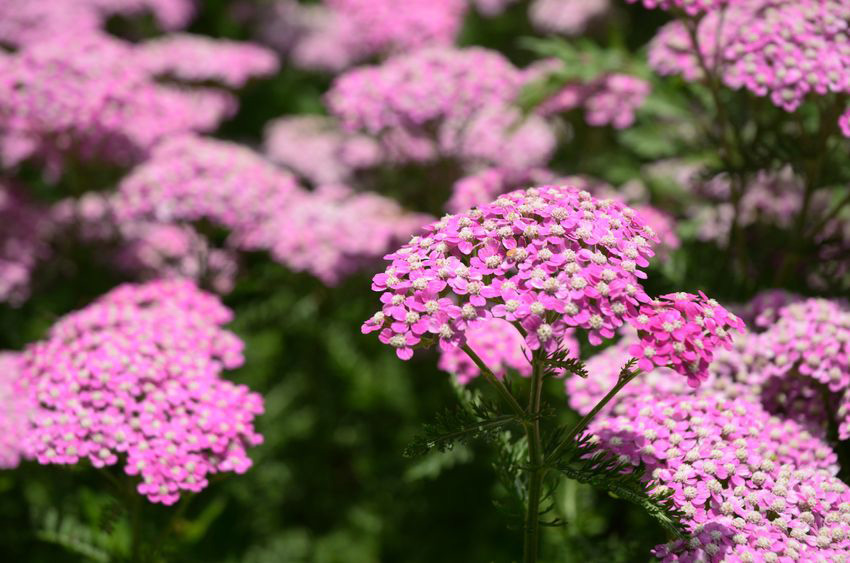 Yarrow is very drought tolerant and low maintenance.
