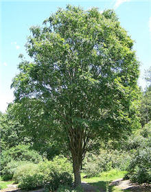 Zelkova tree.