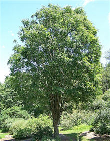 Great Shade Trees For Landscape Designs